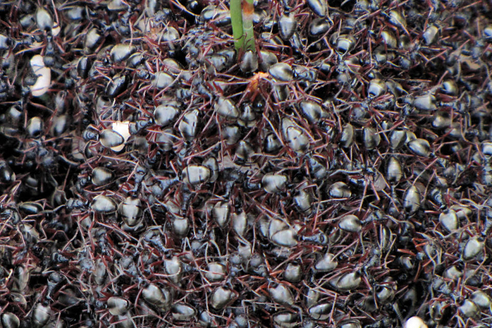 Ant (Dolichoderus doriae) (Dolichoderus doriae)